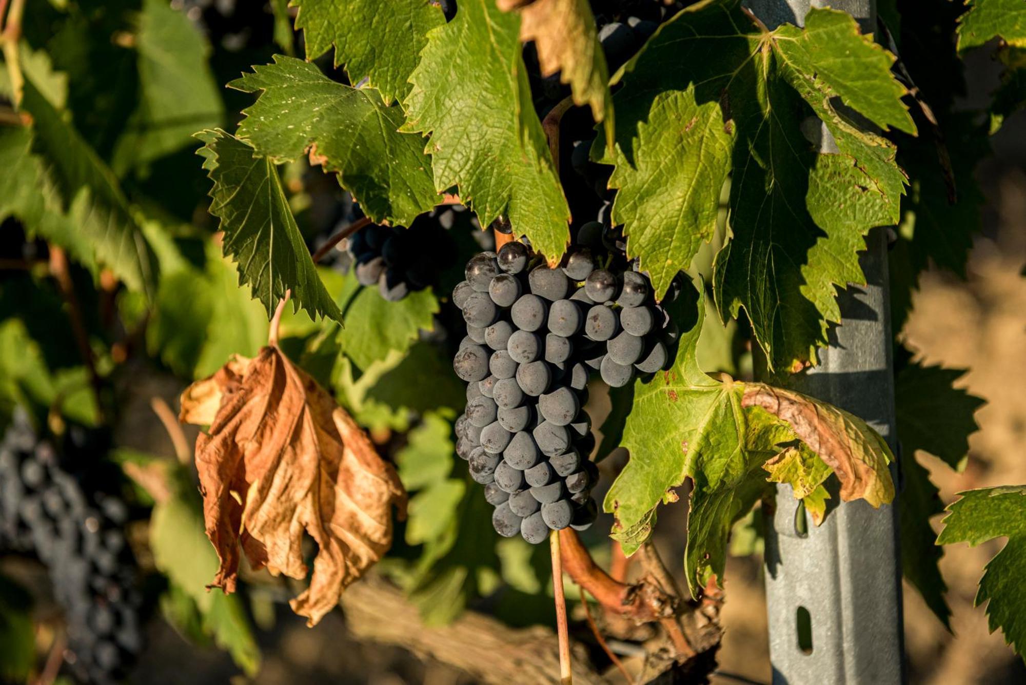 Agriturismo Le Tre Pietre - Podere Nel Chianti Quercegrossa Exterior foto